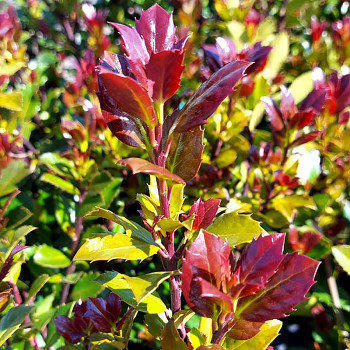 CESMÍNA MODRÁ ´HACKENBLAU´® Samec kont. 2,5L