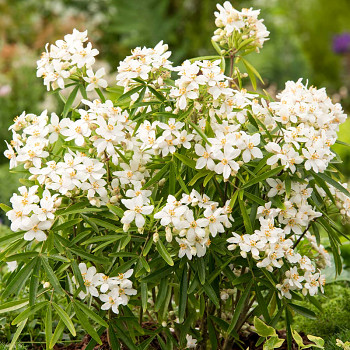 CHOÍSIE ´AZTEC PEARL´ kont. 3L