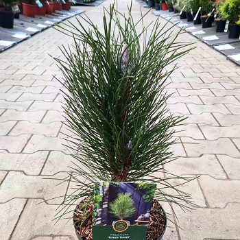 BOROVICE ČERNÁ ´GREEN TOWER´ kont. 2,5L