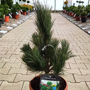 BOROVICE LIMBA ´COMPACTA GLAUCA´ kont. 7,5L