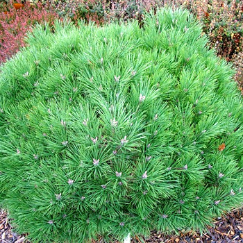 BOROVICE TRPASLIČÍ ´BREPO® kont. 5L