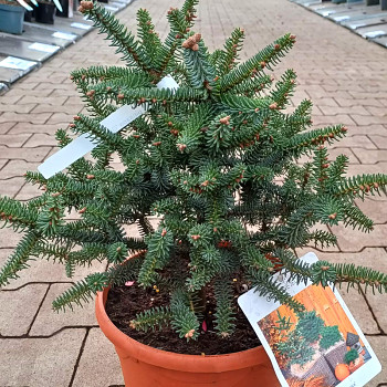 JEDLE ŠPANĚLSKÁ ´GLAUCA´ kont. 7,5L