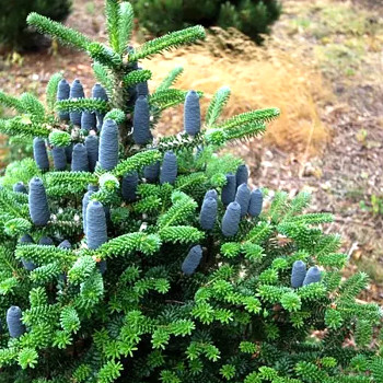 JEDLE KOREJSKÁ ´TAIGA´  kont. 5L