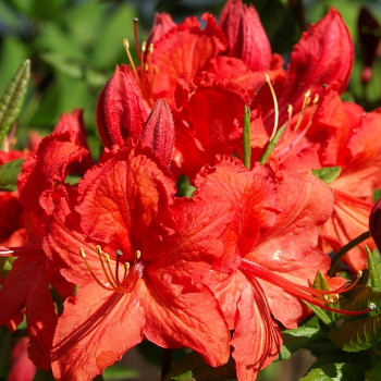 AZALKA XXL´SATAN´ kont. 2,5L