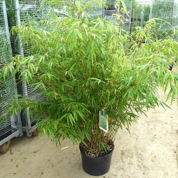 BAMBUS ( Fargeisa rufa) kont. 5L