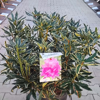 RHODODENDRON XXL ´VARIEGATUM´ kont. 5L