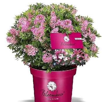 RHODODENDRON ´BLOOMBUX´® kont. 2L