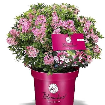 RHODODENDRON ´BLOOMBUX®´ kont. 2L