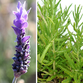 LEVANDULE ZOUBKATÁ ´ENGLISH´ kont. 1,4L