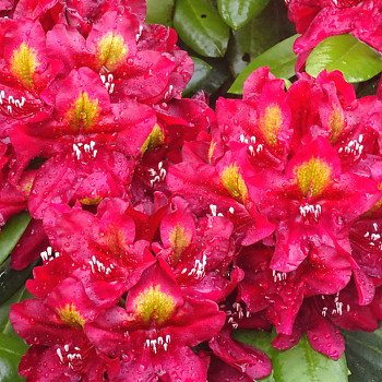 RHODODENDRON ´ JUNGLE FEVER´