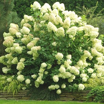 HORTENZIE paniculata´GRANDIFLORA´ kont. 2L