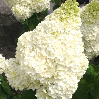 HORTENZIE LATNATÁ ´SILVER DOLLAR´ kont. P9