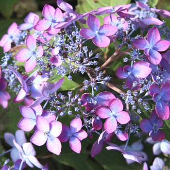 HORTENZIE ´SUMMER GLOW´® kont. 3L