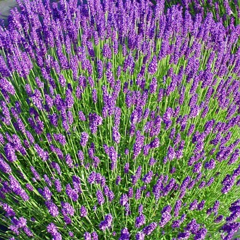 LEVANDULE ´HIDCOTE´  kont. P9