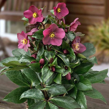 ČEMEŘICE ´HALEYON EARLY DARK RED´ kont. 1,1L