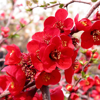 KDOULOVEC NÁDHERNÝ ´FIRE DANCE´ kont. 2,5L