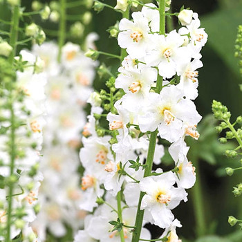 DIVIZNA BRUNÁTNÁ ´FLUSH OF WHITE´