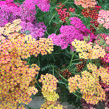 ŘEBŘÍČEK OBECNÝ ´SUMMER PASTELS´