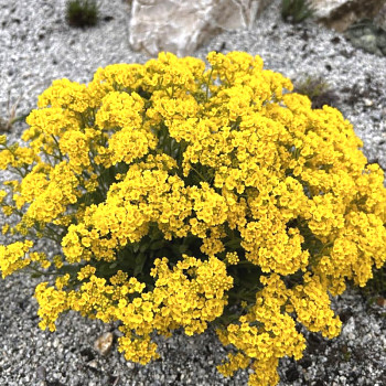 TAŘICE HORSKÁ ´MOUNTAIN GOLD´