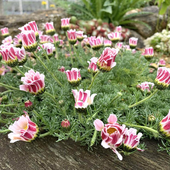 KRUHOVNÍK ´SILBERKISSEN´