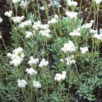 KOCIÁNEK DVOUDOMÝ ´ALBA´