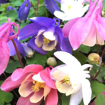 ORLÍČEK ´CAMEO MIX´