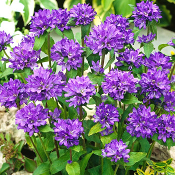 ZVONEK KLUBKATÝ ´ACAULIS´