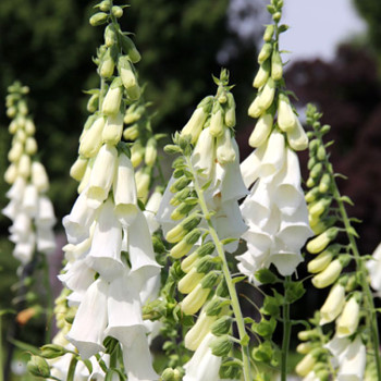 NÁPRSTNÍK ´MONSTROSA WHITE´