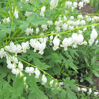 SRDCOVKA NÁDHERNÁ ´ALBA´ kont. 1,7L