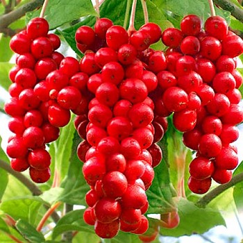 SCHIZANDRA - Schisandra chinensis - klanopraška - BOBULE ŽIVOTA