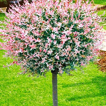 VRBA JAPONSKÁ ´HAKURO NISHIKI´ -  kmínek 120cm kont. 5L