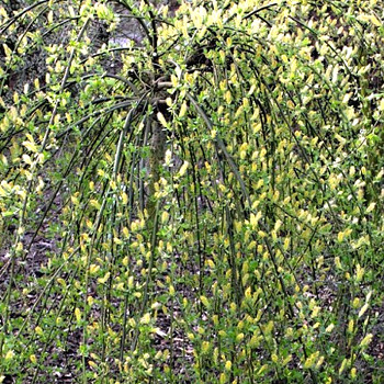 VRBA ´COTETII´ kmínek 100cm (miniaturní vrba) kont. 4L