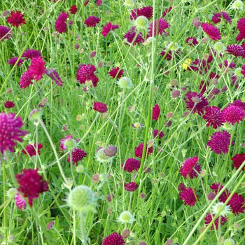 CHRASTAVEC MAKEDONSKÝ ´MARS MIDGET´