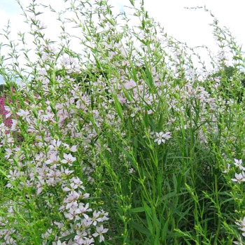 KYPREJ ´WHITE SWIRL´