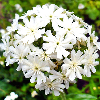 KOHOUTEK PLAMENNÝ ´RAUHREIF´