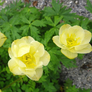 ÚPOLÍN ČÍNSKÝ ´ALABASTER´ kont. 1,2L