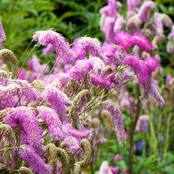 KRVAVEC ´PINK BRUSHES´ 