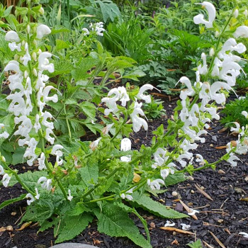 ŠALVĚJ LUČNÍ ´SWAN LAKE´