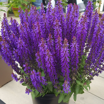 ŠALVĚJ HAJNÍ ´BLUE BOUQUET´