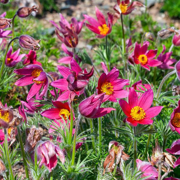 KONIKLEC ´ROSEN GLOCKE´