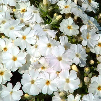 PLAMENKA ŠÍDLOLISTÁ ´MAISCHNEE´