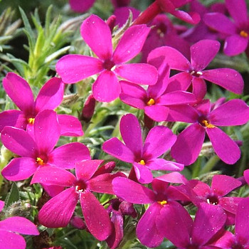 PLAMENKA DOUGLASOVA´OCHSENBLUT´