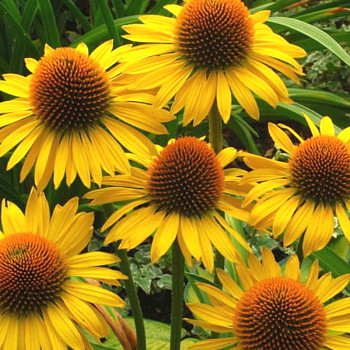 TŘAPATKA NACHOVÁ ´LEILANI´ kont. 1,1L