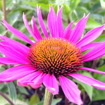 TŘAPATKA NACHOVÁ ´JS ROHO´ kont. 1,1L