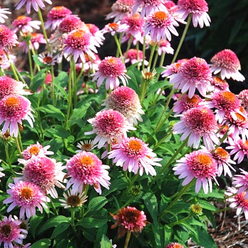 TŘAPATKA NACHOVÁ ´BUTTERFLY KISSES´ ko 1,2L