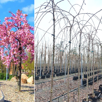 SAKURA´KIKU SHIDARE´ ARBO 014 - 016