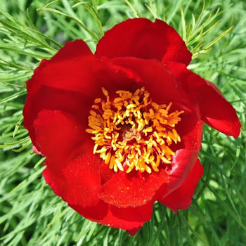 PIVOŇKA ÚZKOLISTÁ ( KOPROLISTÁ) 