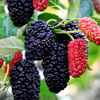 MORUŠE ´NADIYA´ - keřová