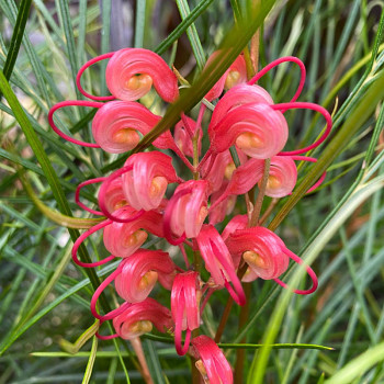 GREVILLEA JOHNSONII