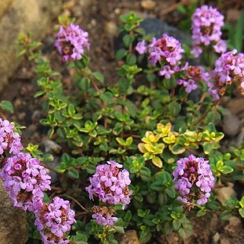 TYMIÁN - MATEŘÍDOUŠKA kont. 1,5L